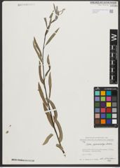 Foto von Salix pycnostachya Andersson